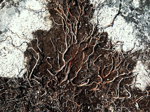 Photograph of roots, Duncan's Cove, Nova Scotia.